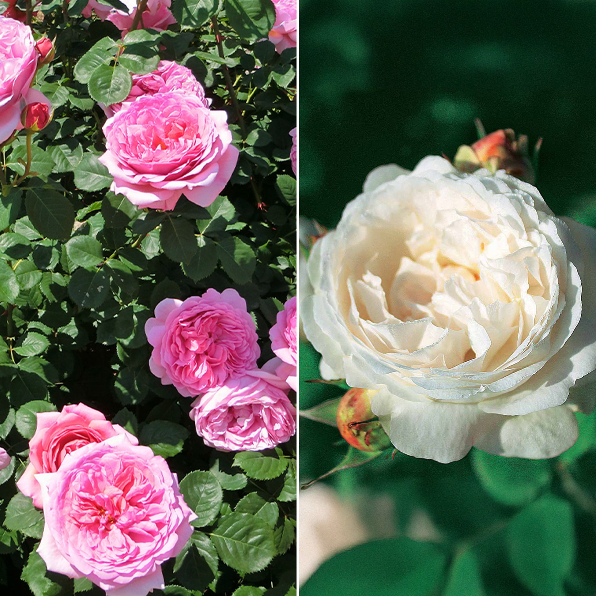 Englische Rosen Kollektion (x2) - Bakker