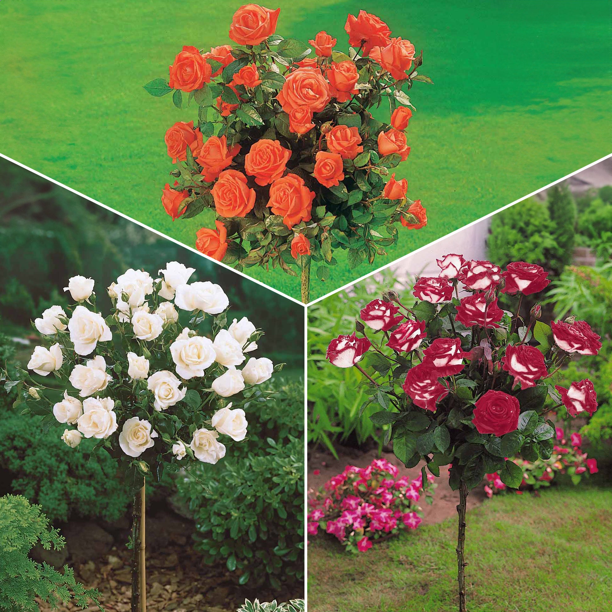 Hochstammrosen-Kollektion 'Ramona', 'Korbin', 'Osiria' (x3) - Bakker