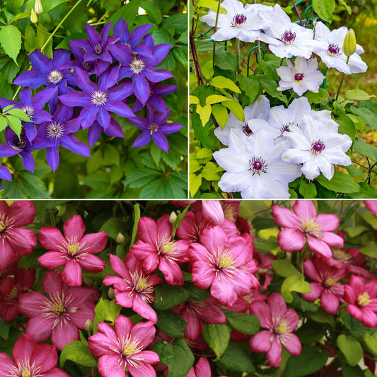 Clematis-Kollektion 'Ville de Lyon', 'Miss Bateman', 'President' (x3) - Bakker