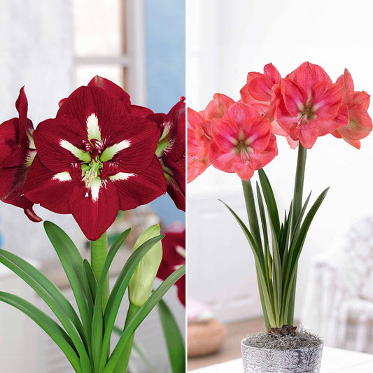 Riesen-Amaryllis-Kollektion (x2) - Bakker