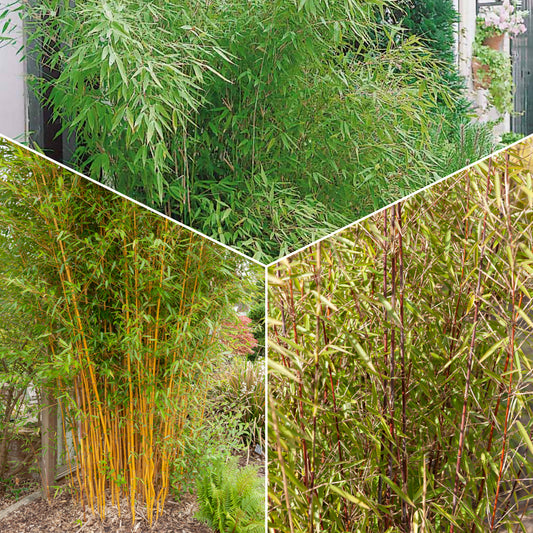 Phyllostachys-Bambus-Kollektion (x3) - Bakker