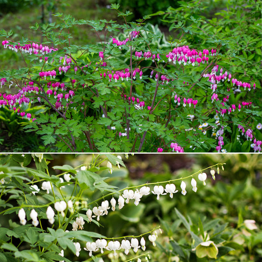 Tränendes Herz Mischung (3 rosa + 1 weiß) (x4) - Bakker