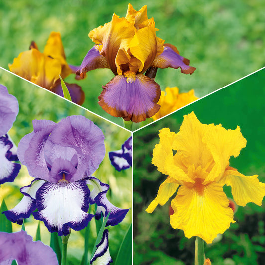 Sammlung von Garten-Iris: Lasso, Bordure, Sangreal. (x6) - Bakker