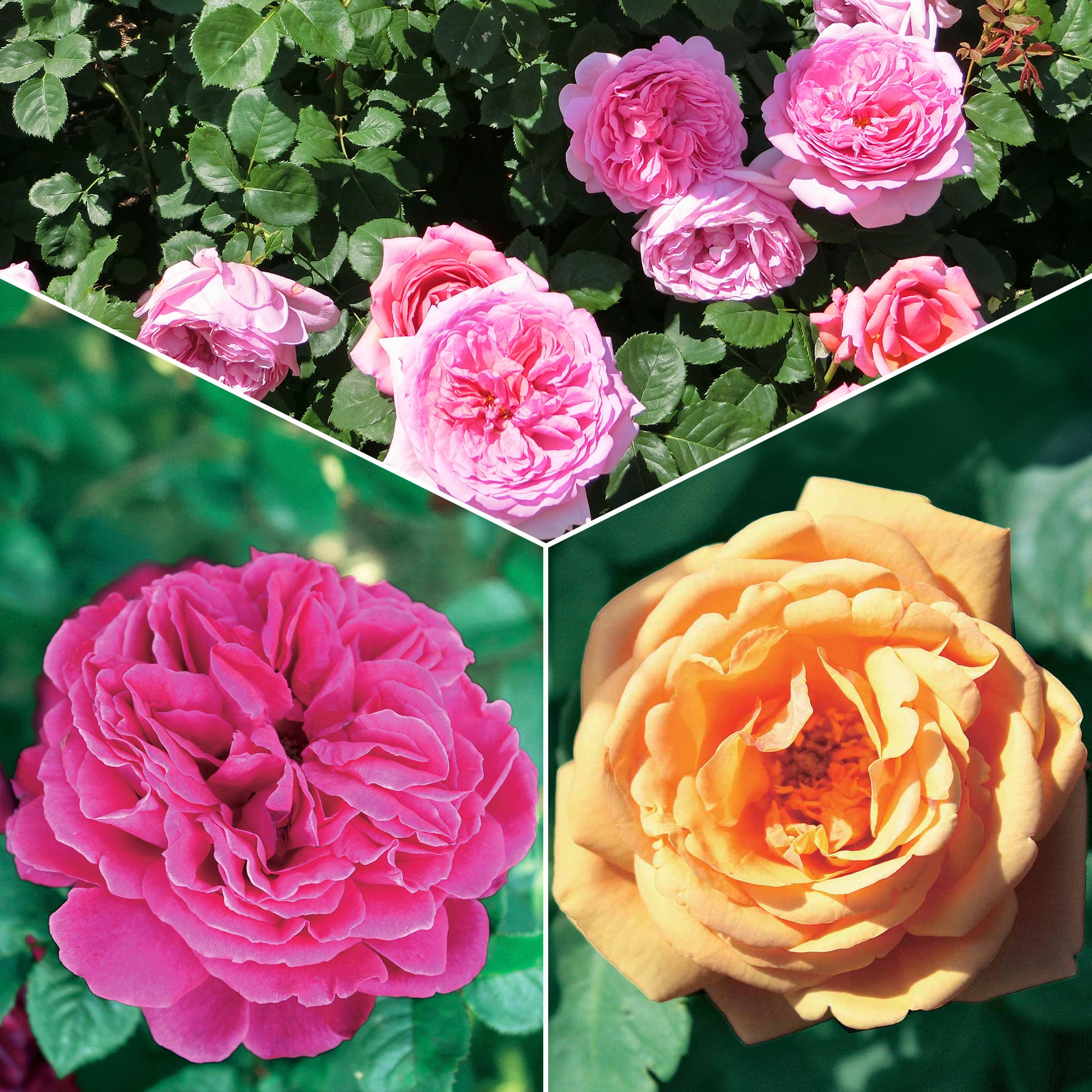 Englische Rosen Kollektion (x3) - Bakker