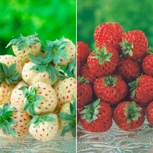 Erdbeeren-Kollektion 'Pineberry' & 'Framberry' (x4) - Bakker
