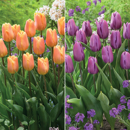 Triumph-Tulpen Kollektion ‘Belleville’ & ‘Blue Beauty’ (x20) - Bakker