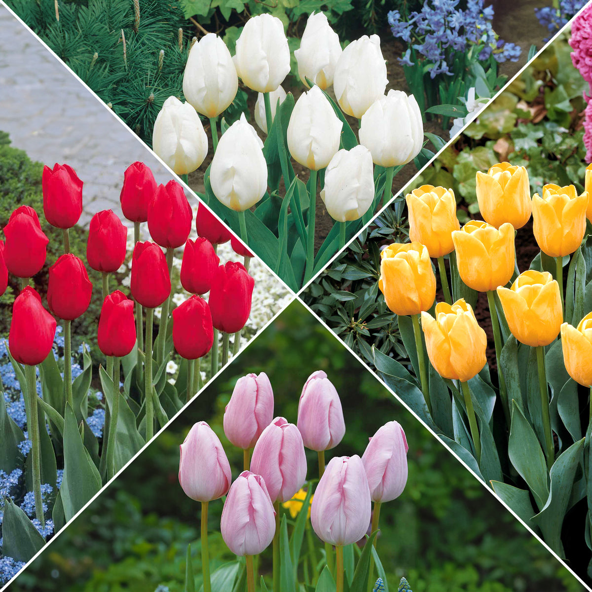 Langstielige Tulpen-Kollektion (x20) - Bakker