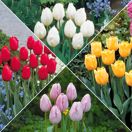 Langstielige Tulpen-Kollektion (x20) - Bakker