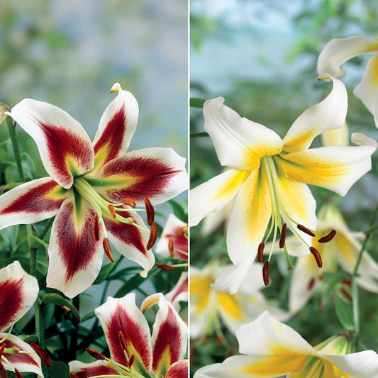 Lilien-Kollektion (x6) - Bakker