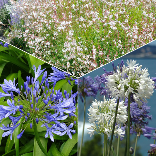 Stauden-Kollektion für Garten & Topf (x7) - Bakker
