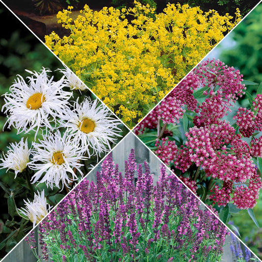 Bunte Stauden-Kollektion für den Garten (x12) - Bakker