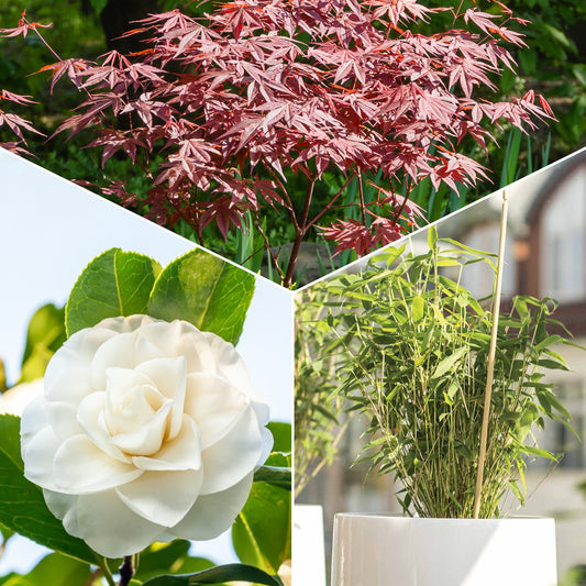 Garten- & Terrassensträucher im Japan-Stil (x3) - Bakker