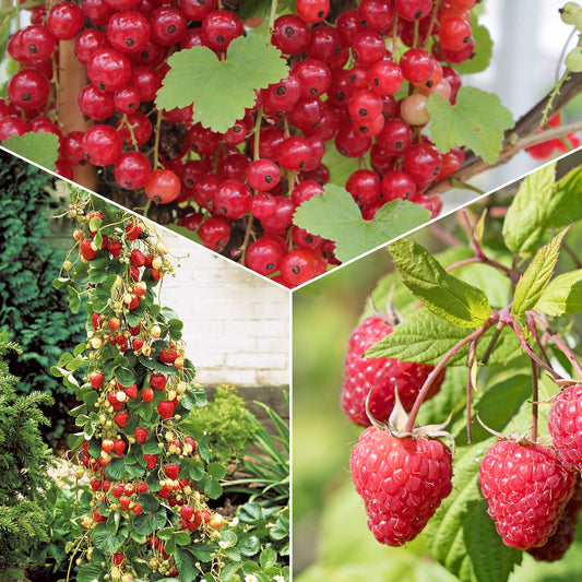 Obst-Kollektion Beerenfrüchte (x9) - Bakker