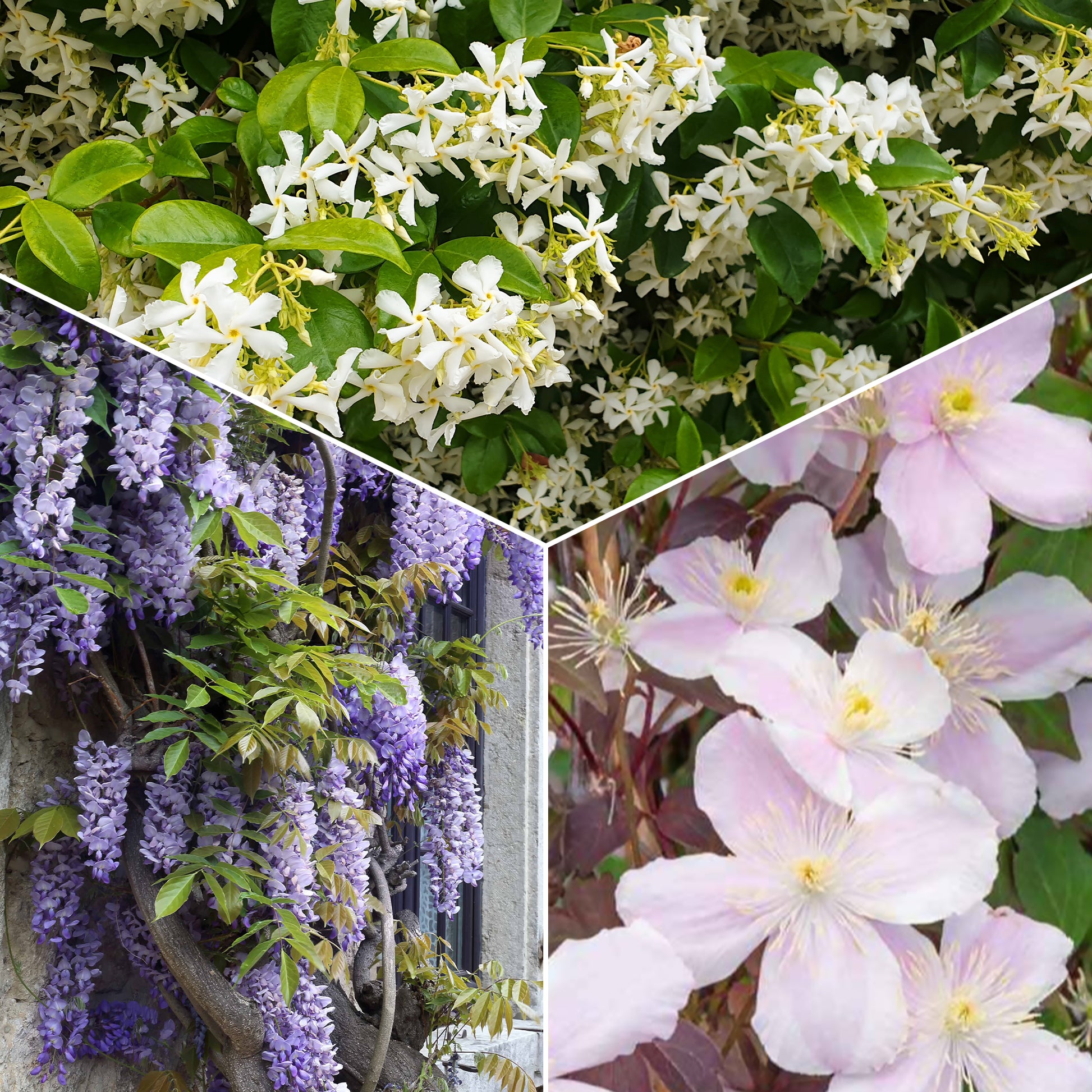 Kletterpflanzen-Kollektion mit reicher Blüte (x3) - Bakker