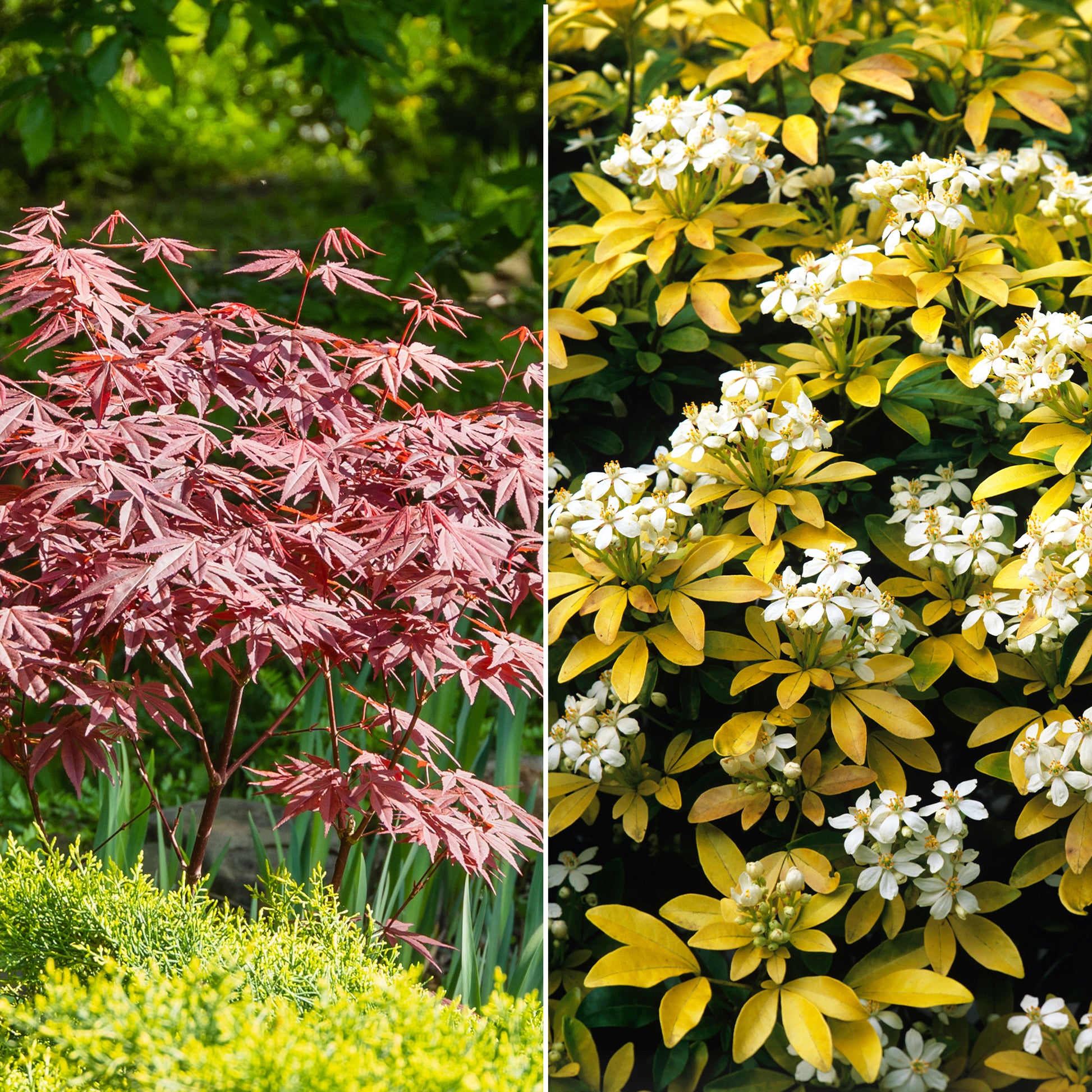 Sträucher-Kollektion Fächerahorn purpur & Gold-Orangenblume (x2) - Bakker