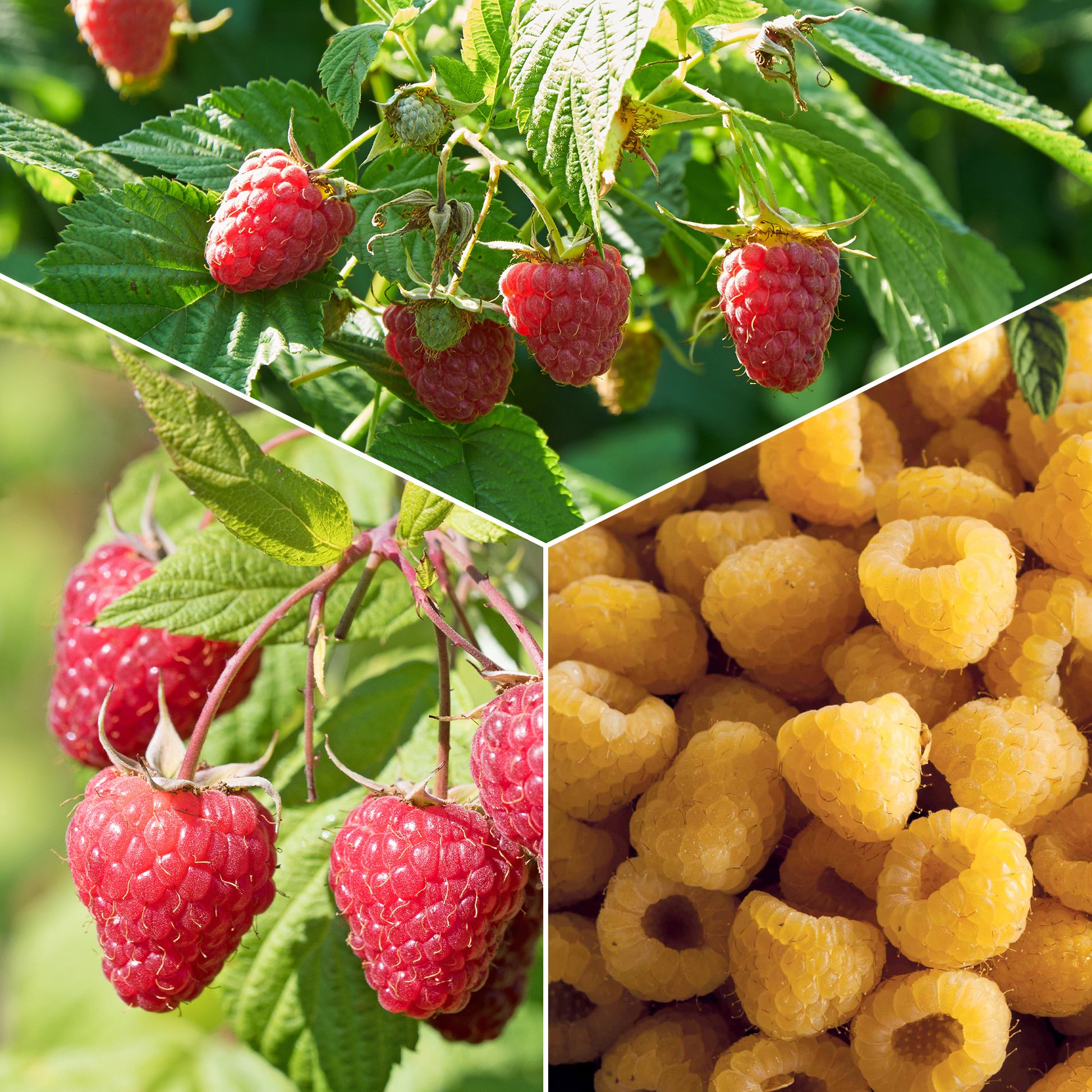 Himbeer-Kollektion ‘Marastar’, ‘Fallgold’, ‘Sumo 2’ (x3) - Bakker