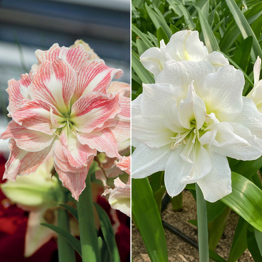 Amaryllis-Kollektion rosa & weiß (x2) - Bakker