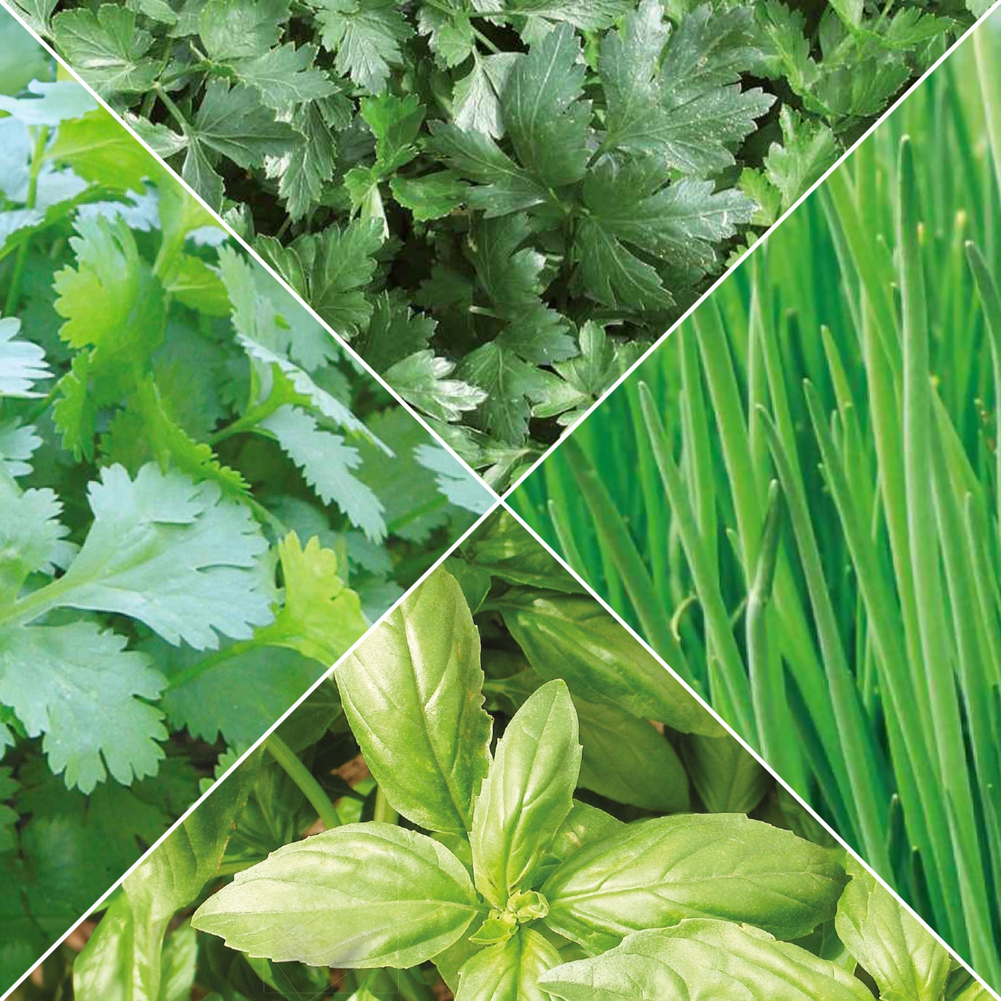 Sammlung von Bio-Aromaten - Bakker