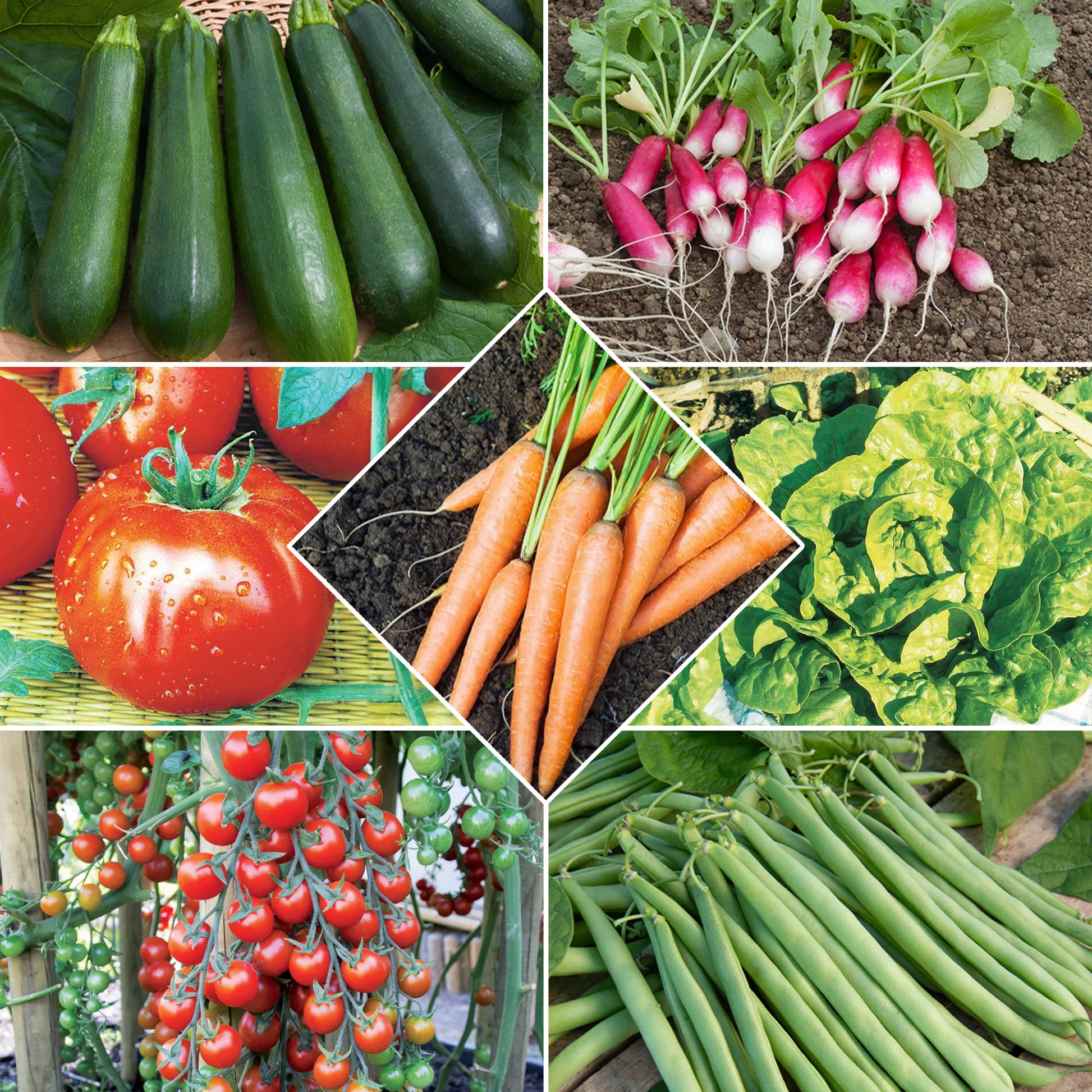 Saatgut-Kollektion für Gemüsegarten (x7) - Bakker