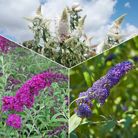 Schmetterlingsstrauch-Kollektion ‘Royal Red’, ‘White Profusion’, ‘Empire Blue’ - Bakker