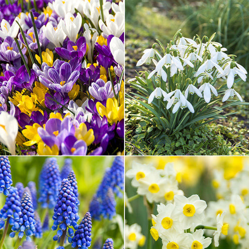 Narcissus, Tulipa, Crocus, Allium, Muscari, Anemone, Galanthus - Blumenzwiebel-Mischung 'Running Wild' (x100) - Pakete mit Blumenzwiebeln
