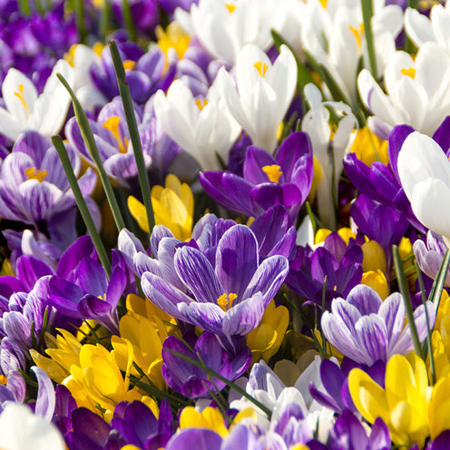 Blumenzwiebel-Mischung 'Running Wild' (x100) - Narcissus, Tulipa, Crocus, Allium, Muscari, Anemone, Galanthus - Bakker