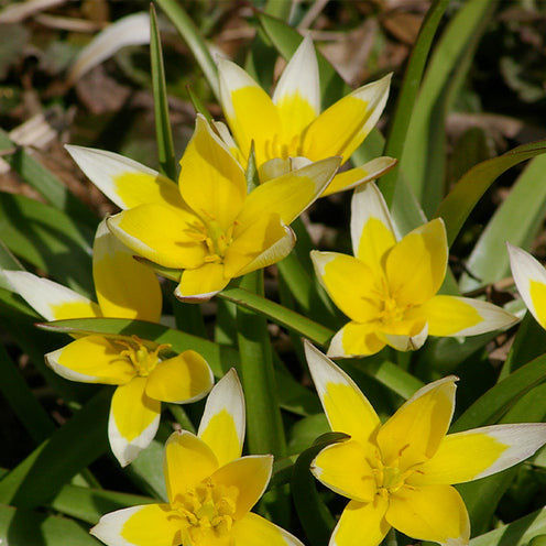 Verkauf Blumenzwiebel-Mischung 'Running Wild' (x100) - Narcissus, Tulipa, Crocus, Allium, Muscari, Anemone, Galanthus