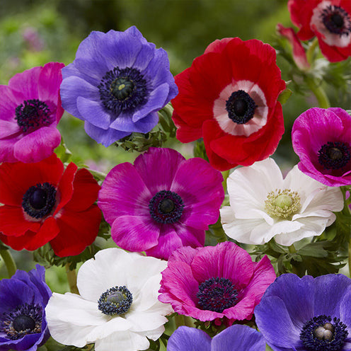 Verkauf Blumenzwiebel-Mischung 'Running Wild' (x100) - Pakete mit Blumenzwiebeln