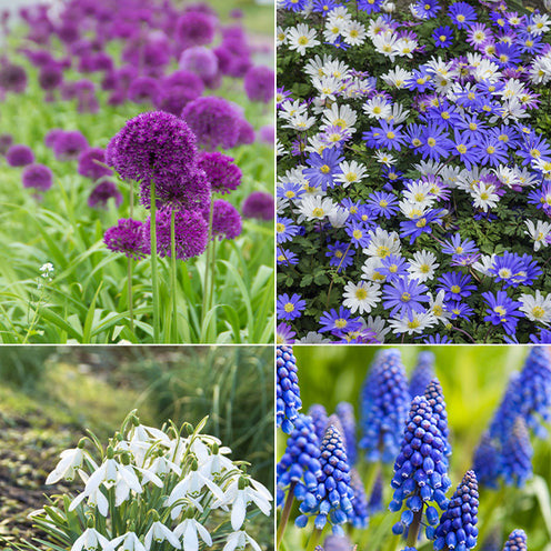 Blumenzwiebeln-Mischung ‘6 Monate Blüte’ (x100) - Galanthus, Muscari, Narcissus, Tulipa, Chionodoxa, Anemone, Allium - Bakker