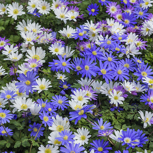 Verkauf Pakete mit Blumenzwiebeln - Blumenzwiebeln-Mischung ‘6 Monate Blüte’ (x100)