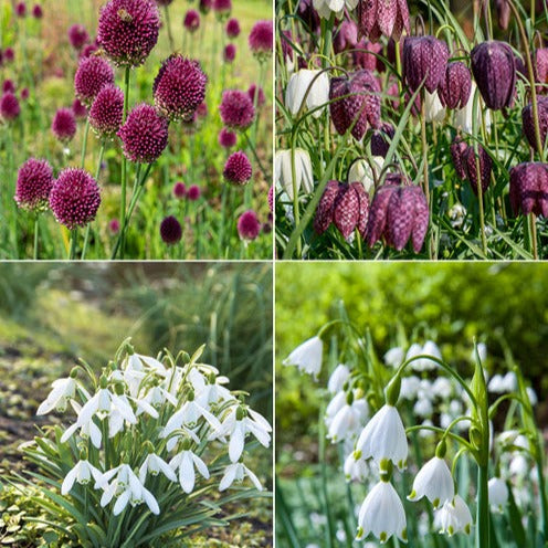 Blumenzwiebeln-Mischung ‘Butterfly Food’ (x70) - Eranthis, Galanthus, Leucojum, Muscari, Fritillaria, Tulipa, Allium - Bakker