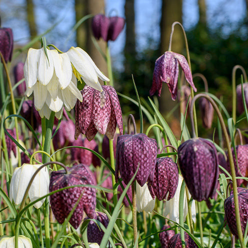 Pakete mit Blumenzwiebeln - Blumenzwiebeln-Mischung ‘Butterfly Food’ (x70) - Eranthis, Galanthus, Leucojum, Muscari, Fritillaria, Tulipa, Allium