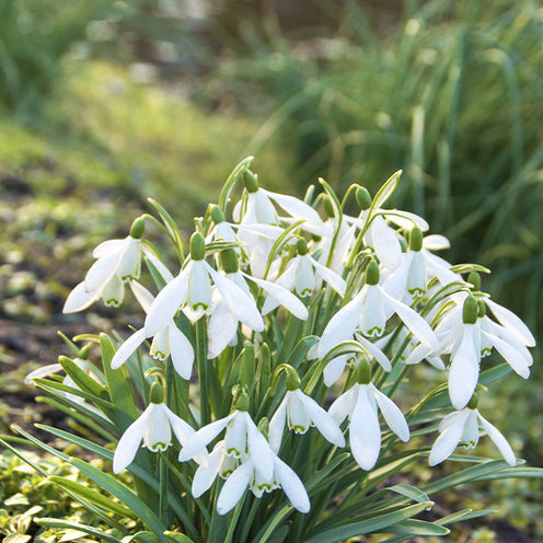 Verkauf Blumenzwiebeln-Mischung ‘Butterfly Food’ (x70) - Eranthis, Galanthus, Leucojum, Muscari, Fritillaria, Tulipa, Allium