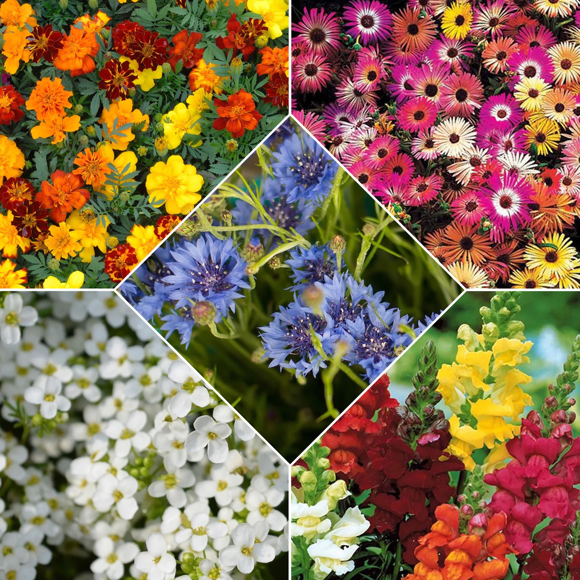 Verkauf Saatgenteppiche für Blumen - Saatteppich „Sonnenbeet“ (x5)