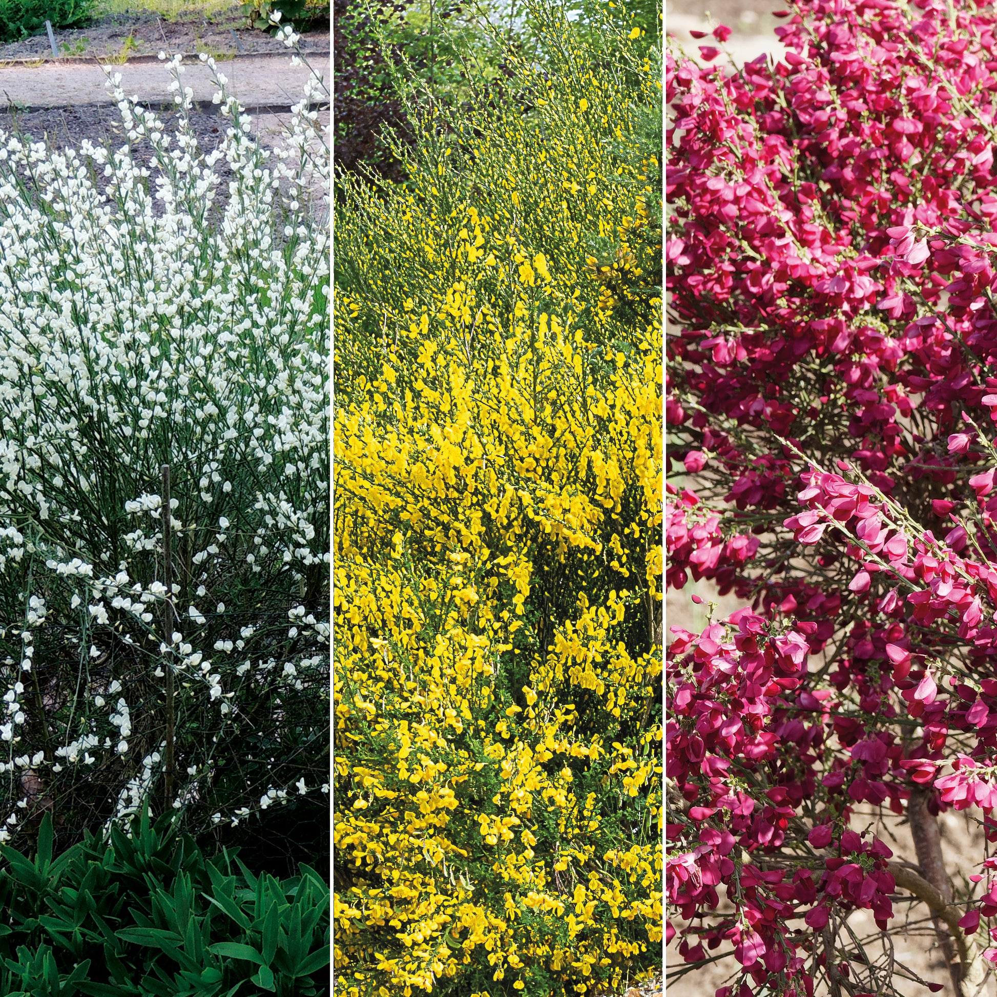 Farben Ginsterhecke weiß, rot und gelb (x3) - Bakker