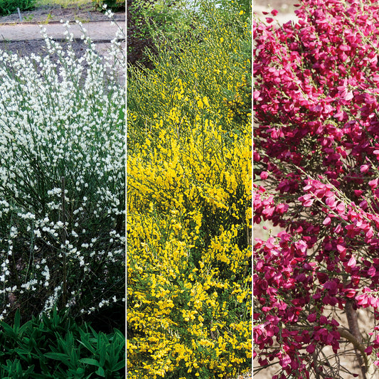 Farben Ginsterhecke weiß, rot und gelb (x3) - Bakker