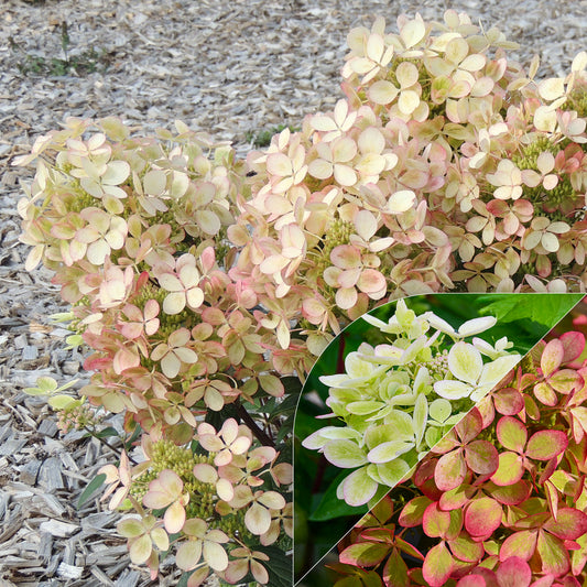 Rispenhortensie ‘Pastelgreen’® - Bakker