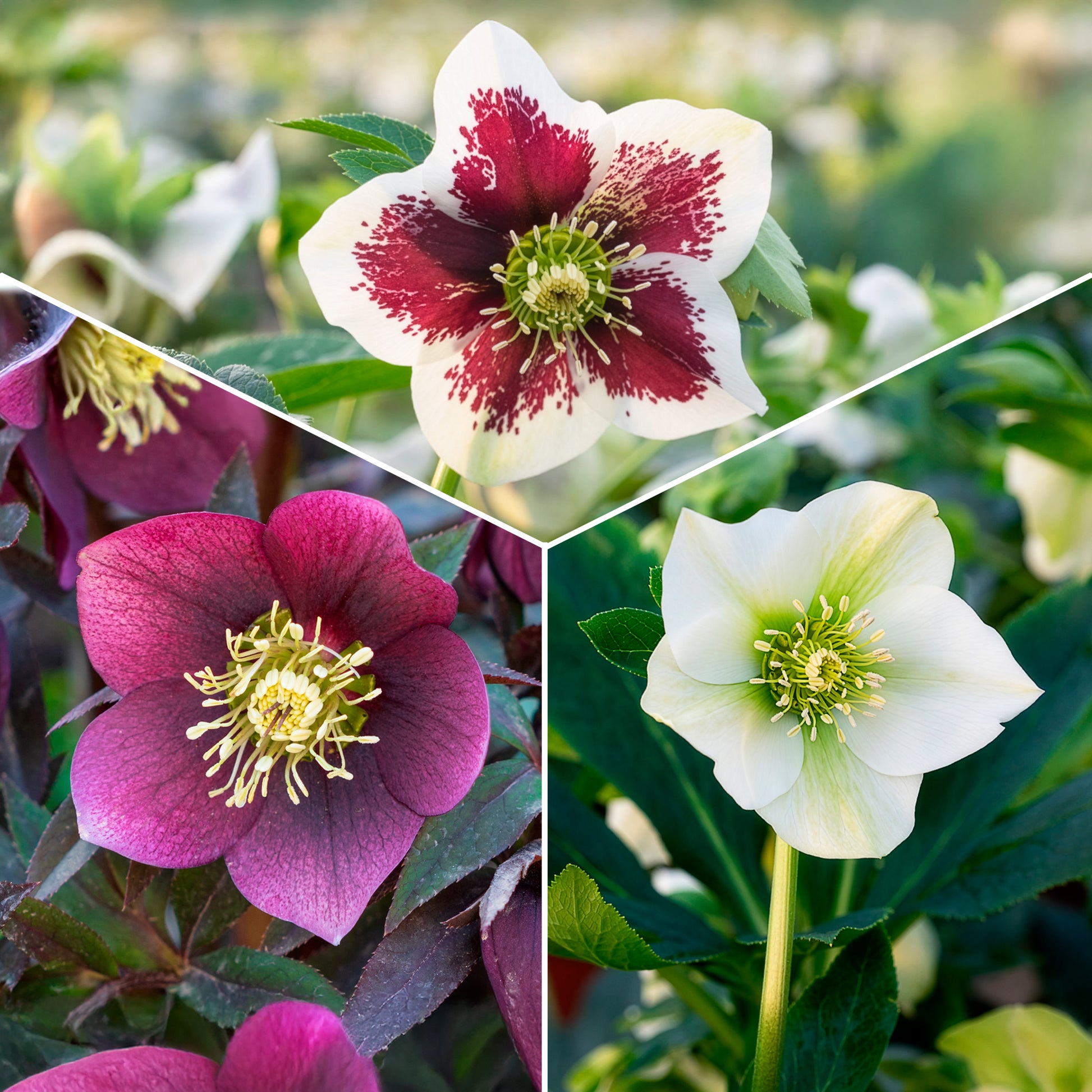 Lenzrosen Mischung (x3) - Bakker