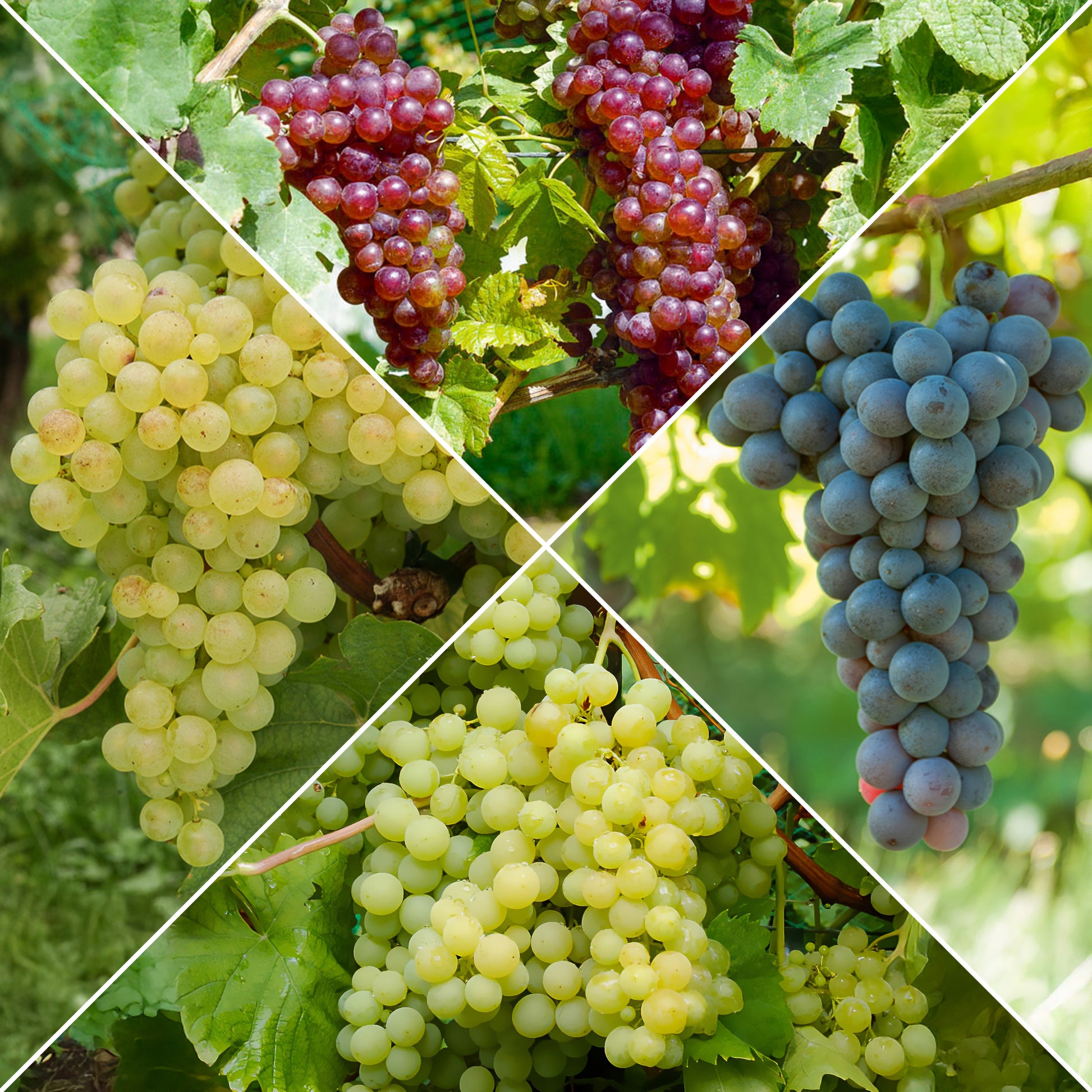 Weinreben-Kollektion (x4) - Bakker