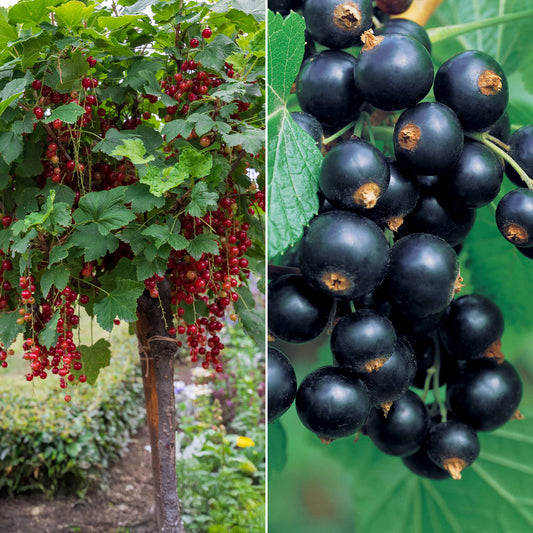Hochstamm-Kollektion Johannisbeere & Schwarze Johannisbeere (x2) - Bakker