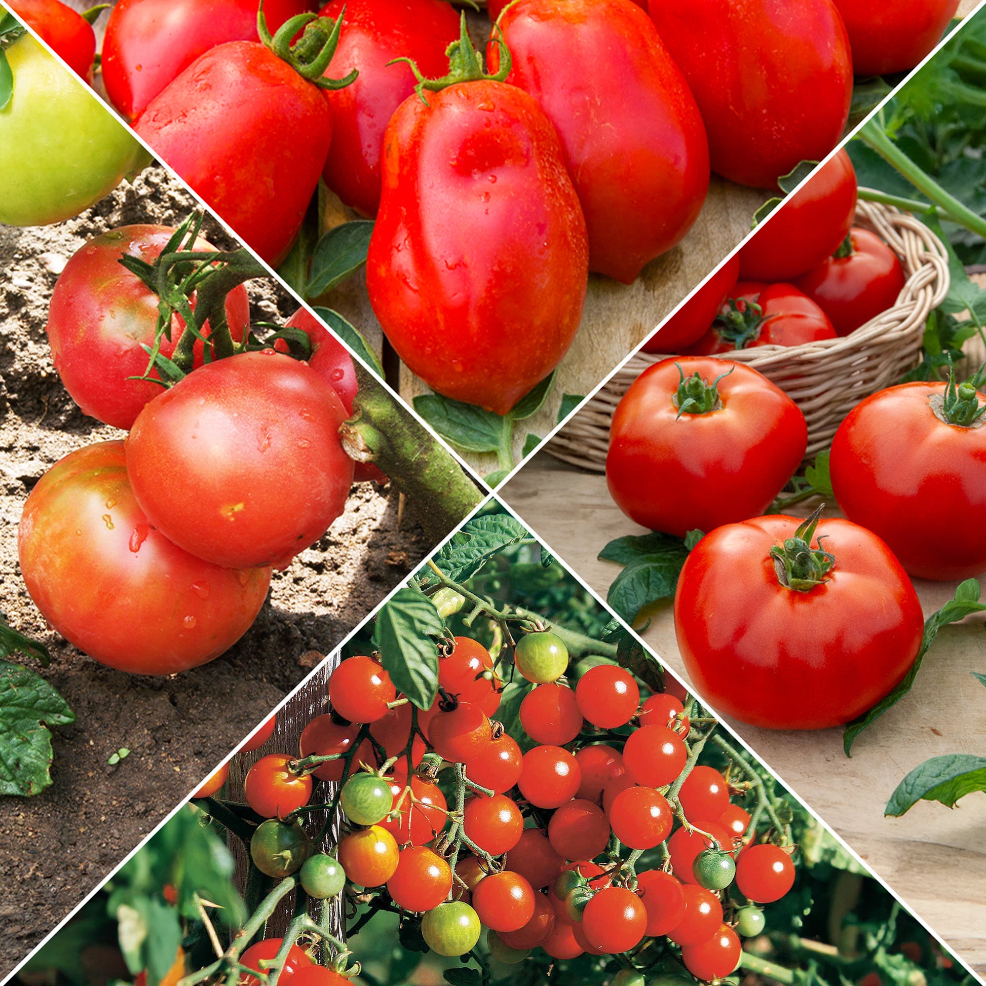 Tomaten-Kollektion (x4) - Bakker