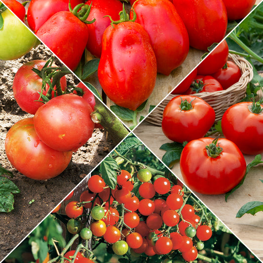 Tomaten-Kollektion (x4) - Bakker