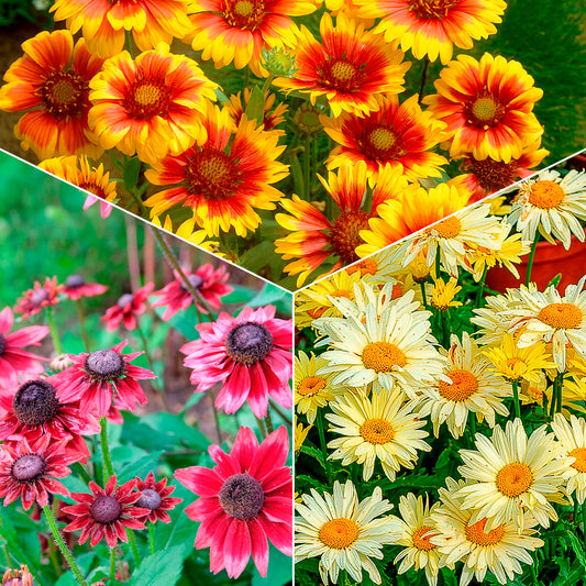 Bunte Margeriten-Kollektion (x6) - Bakker