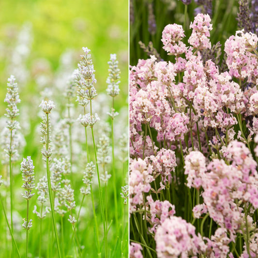 Lavendel-Kollektion weiß & rosa (x4) - Bakker