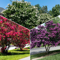 Kreppmyrten Kollektion Rot/Violett/Weiß (x3) - Bakker