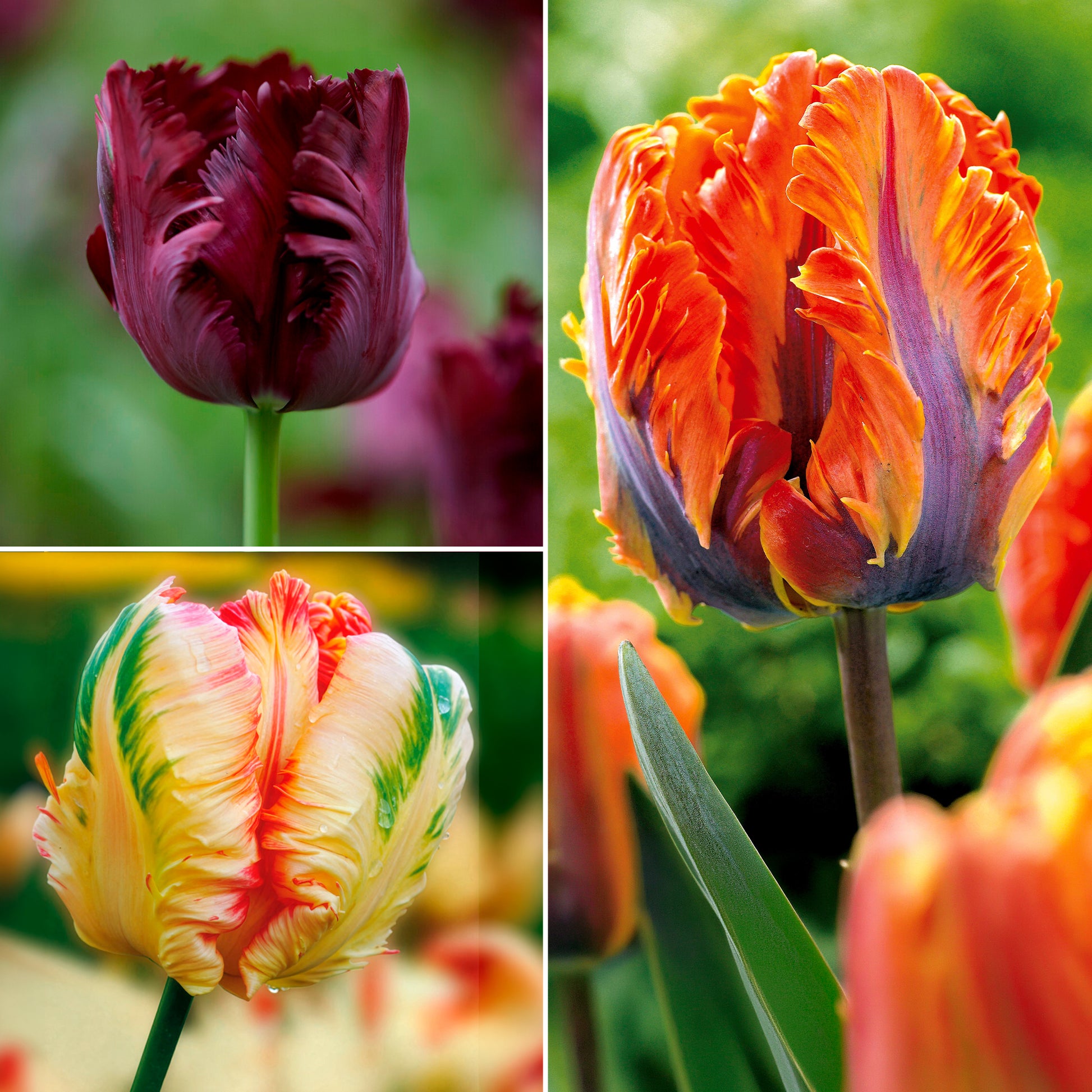 Papagei-Tulpen Kollektion (x24) - Bakker