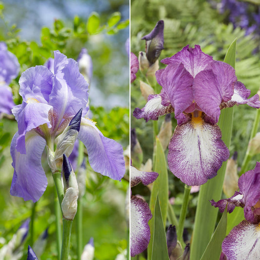 Bart-Iris Kollektion ‘Autumn Encore’ & ‘Lovely Again’ (x6) - Bakker