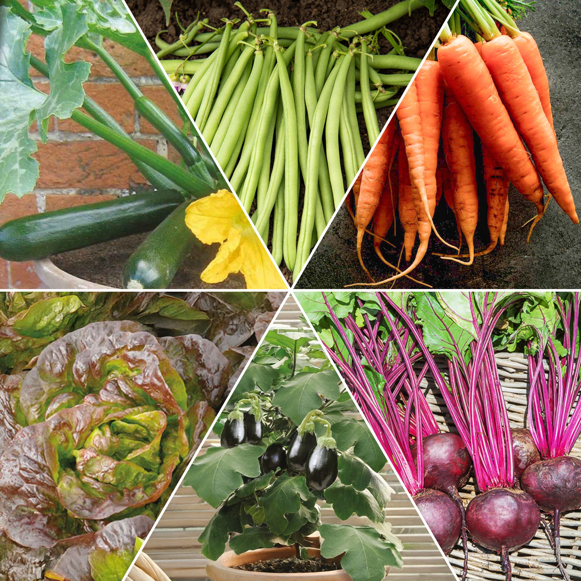 Saatgut-Kollektion für Hochbeet - Assortiment pour carré potager #1 - Bakker