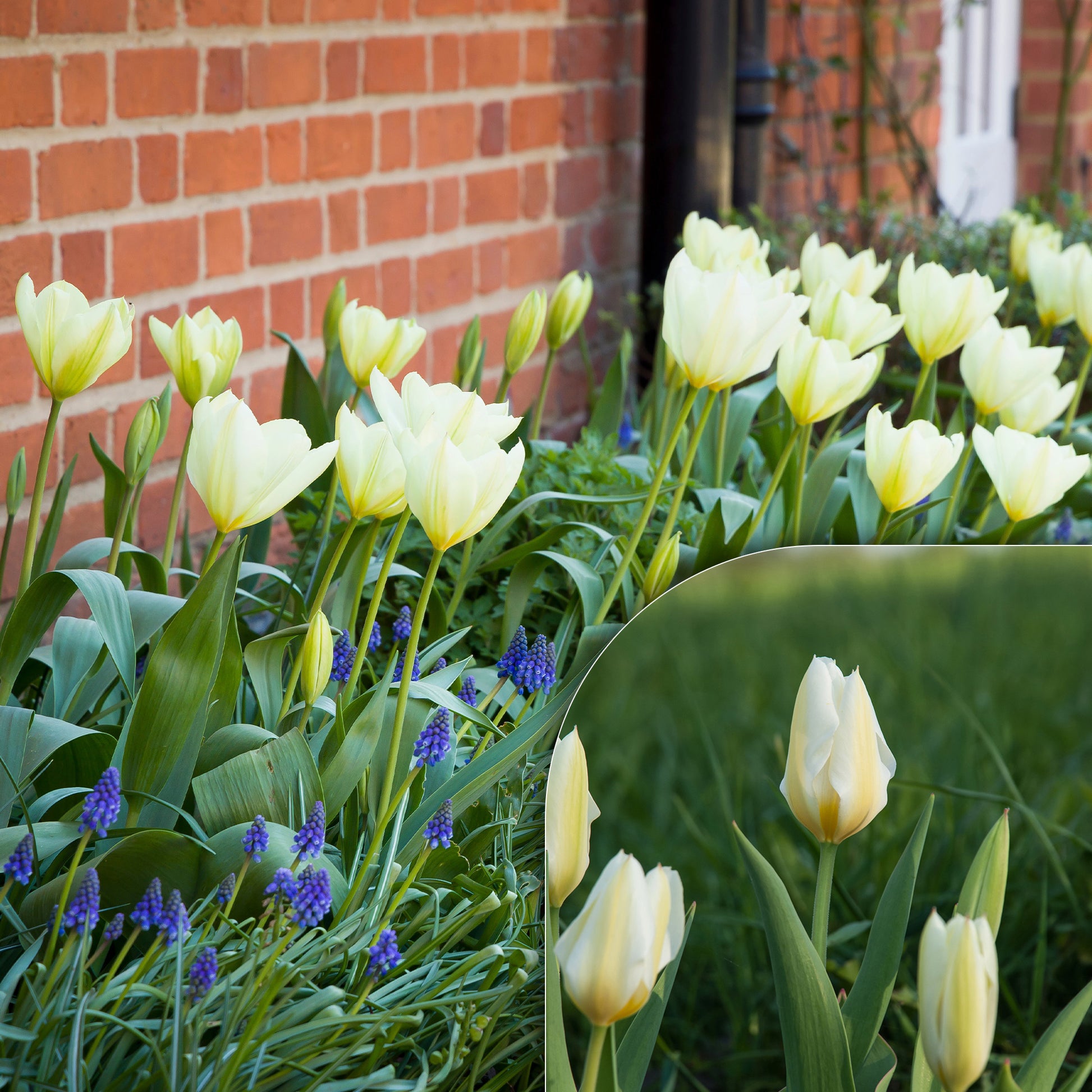 Fosteriana-Tulpen Purissima - Bakker