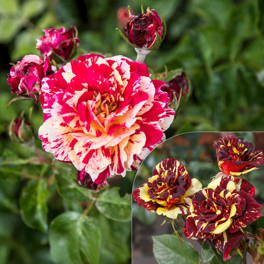 Beetrose 'Abracadabra'® - Bakker
